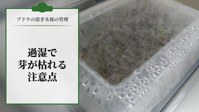 【ブドウの接ぎ木後の管理】過湿で芽が枯れたので注意しよう