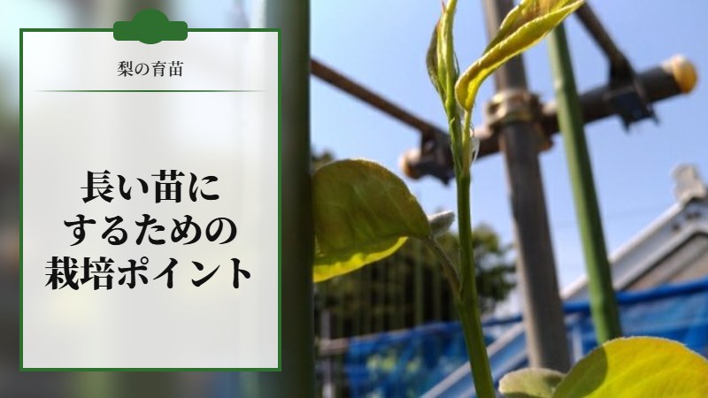 【梨の育苗】長い苗にするための栽培ポイントを紹介