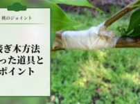 【桃のジョイントの接ぎ木方法を解説】使った道具とポイントを解説