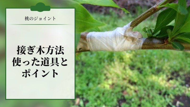 【桃のジョイントの接ぎ木方法を解説】使った道具とポイントを解説