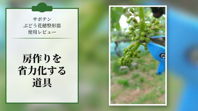 【サボテン ぶどう花穂整形器の使用レビュー】房作りを省力化する道具で効率化