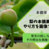 梨の本摘果のやり方･方法を画像で解説『果実の残し方とその理由』